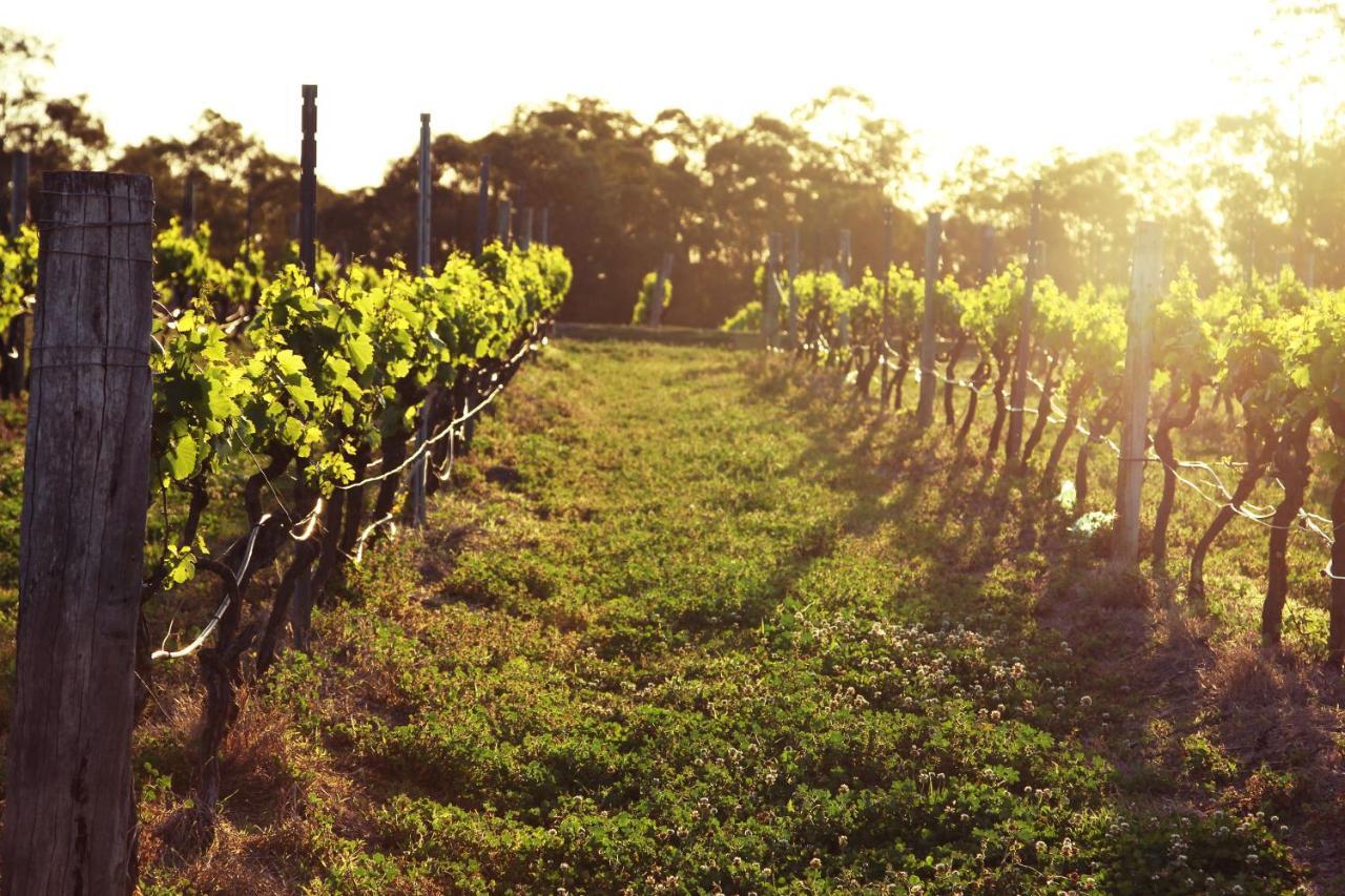 Blueberry Hill Vineyard Stay Rothbury Zewnętrze zdjęcie